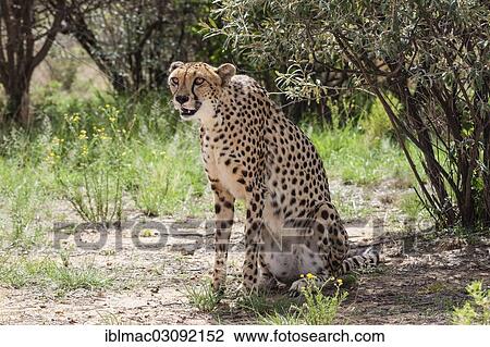 Stock Image - "Cheetah (Acinonyx jubatus), Naankuse, Namibia, Africa". Fotosearch