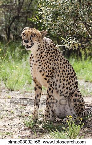 "Cheetah (Acinonyx jubatus), Naankuse, Namibia, Africa" View Large Photo Image Stock Photograph - "Cheetah (Acinonyx jubatus), Naankuse, Namibia, Africa". Fotosearch