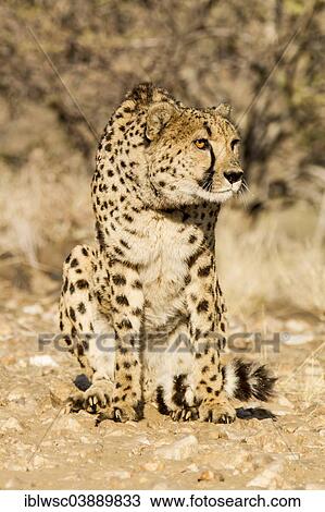 "Cheetah (Acinonyx jubatus), Namibia, Africa" View Large Photo Image Stock Image - "Cheetah (Acinonyx jubatus), Namibia, Africa". Fotosearch