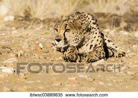 Stock Photography - "Cheetah (Acinonyx jubatus), Namibia, Africa". Fotosearch