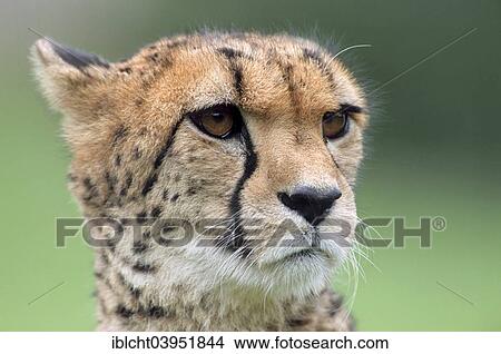 "Cheetah (Acinonyx jubatus), native to Africa, captive, Germany, Europe" View Large Photo Image Picture - "Cheetah (Acinonyx jubatus), native to Africa, captive, Germany, Europe". Fotosearch
