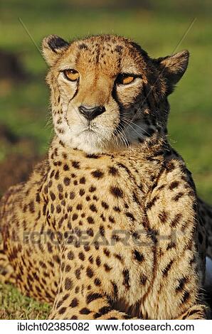 Stock Image - "Cheetah (Acinonyx jubatus), native to Africa, in captivity, Germany, Europe". Fotosearch