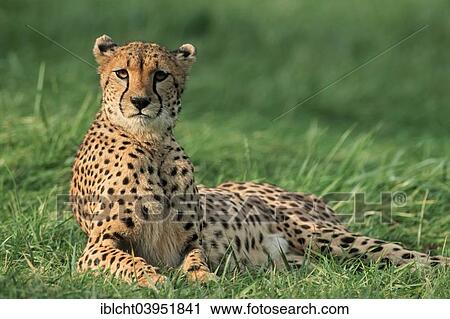 "Cheetah (Acinonyx jubatus), native to Africa, captive, Germany, Europe" View Large Photo Image Stock Image - "Cheetah (Acinonyx jubatus), native to Africa, captive, Germany, Europe". Fotosearch