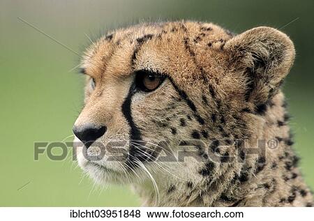 "Cheetah (Acinonyx jubatus), native to Africa, captive, Germany, Europe" View Large Photo Image Stock Photo - "Cheetah (Acinonyx jubatus), native to Africa, captive, Germany, Europe". Fotosearch