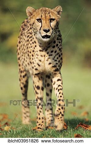 Stock Photograph - "Cheetah (Acinonyx jubatus), native to Africa, captive, Germany, Europe". Fotosearch