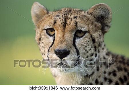"Cheetah (Acinonyx jubatus), native to Africa, captive, Germany, Europe" View Large Photo Image Stock Photograph - "Cheetah (Acinonyx jubatus), native to Africa, captive, Germany, Europe". Fotosearch