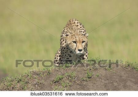"Cheetah (Acinonyx jubatus) observing potential prey, Massai Mara, Serengeti, Rift Valley province, Kenya, Africa" View Large Photo Image Stock Photograph - "Cheetah (Acinonyx jubatus) observing potential prey, Massai Mara, Serengeti, Rift Valley province, Kenya, Africa". Fotosearch