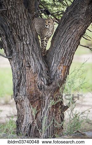 "Cheetah (Acinonyx jubatus) on a tree surveying the surroundings, Kgalagadi Transfrontier Park, Nossob, Northern Cape, South Africa, Africa" View Large Photo Image Stock Photo - "Cheetah (Acinonyx jubatus) on a tree surveying the surroundings, Kgalagadi Transfrontier Park, Nossob, Northern Cape, South Africa, Africa". Fotosearch