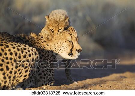 "Cheetah (Acinonyx jubatus), playful male cub, 40 days, with mother in morning light, captive, Namibia, Africa" View Large Photo Image Stock Photo - "Cheetah (Acinonyx jubatus), playful male cub, 40 days, with mother in morning light, captive, Namibia, Africa". Fotosearch