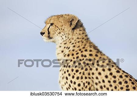 "Cheetah (Acinonyx jubatus), portrait, Massai Mara, Serengeti, Rift Valley province, Kenya, Africa" View Large Photo Image Picture - "Cheetah (Acinonyx jubatus), portrait, Massai Mara, Serengeti, Rift Valley province, Kenya, Africa". Fotosearch