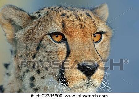 "Cheetah (Acinonyx jubatus), portrait, native to Africa, in captivity, Germany, Europe" View Large Photo Image Stock Image - "Cheetah (Acinonyx jubatus), portrait, native to Africa, in captivity, Germany, Europe". Fotosearch