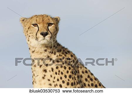 "Cheetah (Acinonyx jubatus), portrait, Massai Mara, Serengeti, Rift Valley province, Kenya, Africa" View Large Photo Image Stock Image - "Cheetah (Acinonyx jubatus), portrait, Massai Mara, Serengeti, Rift Valley province, Kenya, Africa". Fotosearch