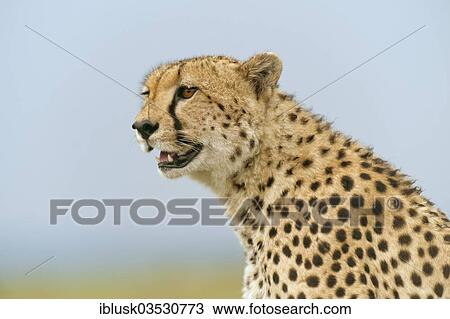Stock Image - "Cheetah (Acinonyx jubatus), portrait, Massai Mara, Serengeti, Rift Valley province, Kenya, Africa". Fotosearch