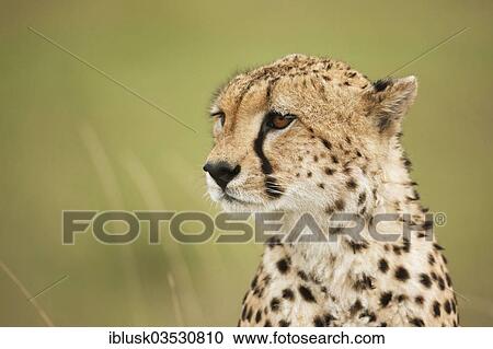 "Cheetah (Acinonyx jubatus), portrait, Massai Mara, Serengeti, Rift Valley province, Kenya, Africa" View Large Photo Image Stock Image - "Cheetah (Acinonyx jubatus), portrait, Massai Mara, Serengeti, Rift Valley province, Kenya, Africa". Fotosearch