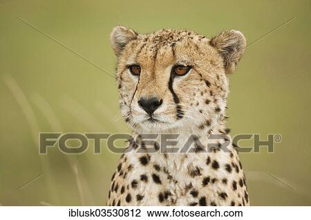 "Cheetah (Acinonyx jubatus), portrait, Massai Mara, Serengeti, Rift Valley province, Kenya, Africa" View Large Photo Image Stock Image - "Cheetah (Acinonyx jubatus), portrait, Massai Mara, Serengeti, Rift Valley province, Kenya, Africa". Fotosearch