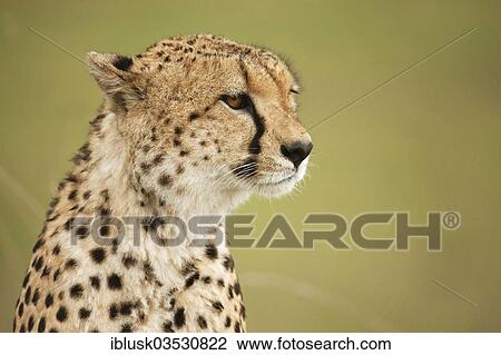 "Cheetah (Acinonyx jubatus), portrait, Massai Mara, Serengeti, Rift Valley province, Kenya, Africa" View Large Photo Image Stock Image - "Cheetah (Acinonyx jubatus), portrait, Massai Mara, Serengeti, Rift Valley province, Kenya, Africa". Fotosearch