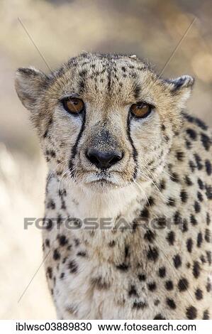 Stock Image - "Cheetah (Acinonyx jubatus), portrait, Namibia, Africa". Fotosearch