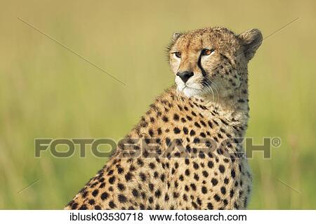 "Cheetah (Acinonyx jubatus), portrait, Massai Mara, Serengeti, Rift Valley province, Kenya, Africa" View Large Photo Image Stock Photo - "Cheetah (Acinonyx jubatus), portrait, Massai Mara, Serengeti, Rift Valley province, Kenya, Africa". Fotosearch