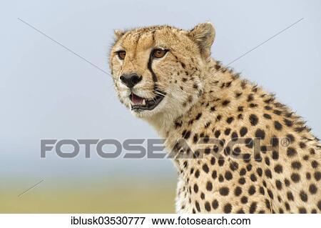 "Cheetah (Acinonyx jubatus), portrait, Massai Mara, Serengeti, Rift Valley province, Kenya, Africa" View Large Photo Image Stock Photo - "Cheetah (Acinonyx jubatus), portrait, Massai Mara, Serengeti, Rift Valley province, Kenya, Africa". Fotosearch