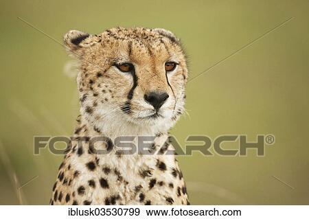 "Cheetah (Acinonyx jubatus), portrait, Massai Mara, Serengeti, Rift Valley province, Kenya, Africa" View Large Photo Image Stock Photo - "Cheetah (Acinonyx jubatus), portrait, Massai Mara, Serengeti, Rift Valley province, Kenya, Africa". Fotosearch
