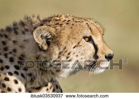 "Cheetah (Acinonyx jubatus), portrait, Massai Mara, Serengeti, Rift Valley province, Kenya, Africa" View Large Photo Image Stock Photo - "Cheetah (Acinonyx jubatus), portrait, Massai Mara, Serengeti, Rift Valley province, Kenya, Africa". Fotosearch