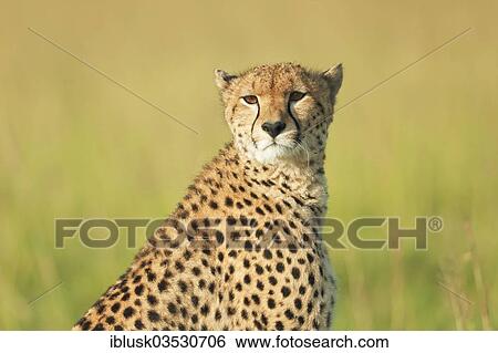 "Cheetah (Acinonyx jubatus), portrait, Massai Mara, Serengeti, Rift Valley province, Kenya, Africa" View Large Photo Image Stock Photograph - "Cheetah (Acinonyx jubatus), portrait, Massai Mara, Serengeti, Rift Valley province, Kenya, Africa". Fotosearch