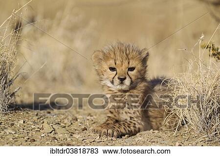 "Cheetah (Acinonyx jubatus), resting male cub, 41 days, captive, Namibia, Africa" View Large Photo Image Stock Image - "Cheetah (Acinonyx jubatus), resting male cub, 41 days, captive, Namibia, Africa". Fotosearch