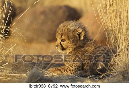 "Cheetah (Acinonyx jubatus), resting male cub, 41 days, in evening light, captive, Namibia, Africa" View Large Photo Image Stock Image - "Cheetah (Acinonyx jubatus), resting male cub, 41 days, in evening light, captive, Namibia, Africa". Fotosearch