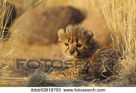 "Cheetah (Acinonyx jubatus), resting male cub, 41 days, in evening light, captive, Namibia, Africa" View Large Photo Image Stock Image - "Cheetah (Acinonyx jubatus), resting male cub, 41 days, in evening light, captive, Namibia, Africa". Fotosearch