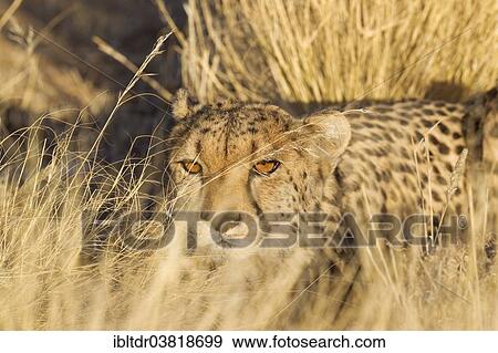 Stock Photo - "Cheetah (Acinonyx jubatus), resting female in the evening light, captive, Namibia, Africa". Fotosearch