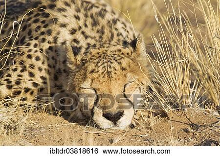 Stock Photograph - "Cheetah (Acinonyx jubatus), resting male, captive, Namibia, Africa". Fotosearch