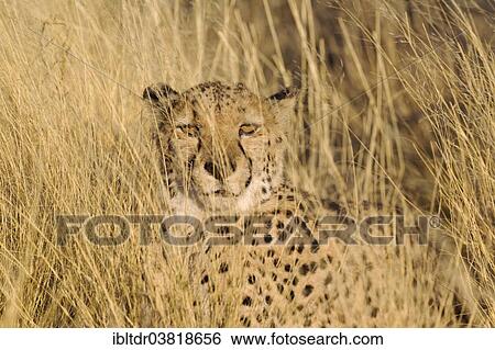 Stock Photograph - "Cheetah (Acinonyx jubatus), resting male, captive, Namibia, Africa". Fotosearch