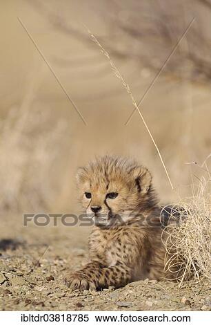 "Cheetah (Acinonyx jubatus), resting male cub, 41 days, captive, Namibia, Africa" View Large Photo Image Stock Photography - "Cheetah (Acinonyx jubatus), resting male cub, 41 days, captive, Namibia, Africa". Fotosearch