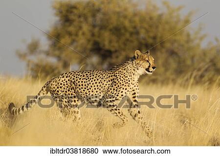 Stock Image - "Cheetah (Acinonyx jubatus), running male, captive, Namibia, Africa". Fotosearch