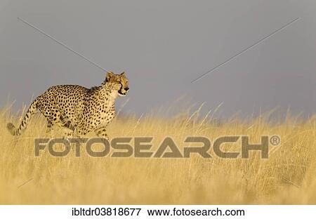 Stock Photo - "Cheetah (Acinonyx jubatus), running male, captive, Namibia, Africa". Fotosearch