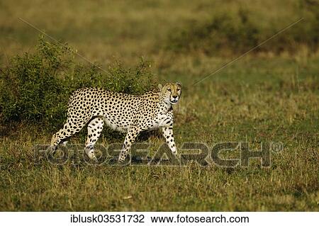 "Cheetah (Acinonyx jubatus) searching for prey in the morning light, Massai Mara, Serengeti, Rift Valley province, Kenya, Africa" View Large Photo Image Stock Image - "Cheetah (Acinonyx jubatus) searching for prey in the morning light, Massai Mara, Serengeti, Rift Valley province, Kenya, Africa". Fotosearch