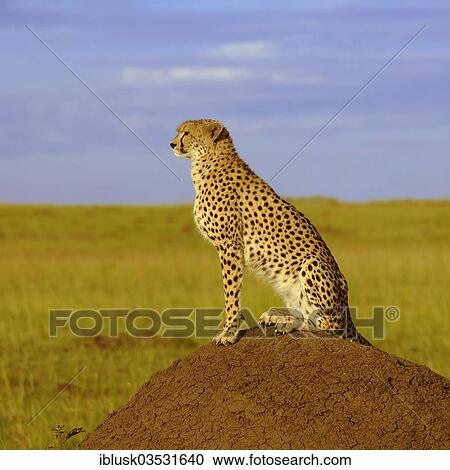 "Cheetah (Acinonyx jubatus) sitting on a termite mound in the evening light, Massai Mara, Serengeti, Rift Valley province, Kenya, Africa" View Large Photo Image Stock Image - "Cheetah (Acinonyx jubatus) sitting on a termite mound in the evening light, Massai Mara, Serengeti, Rift Valley province, Kenya, Africa". Fotosearch