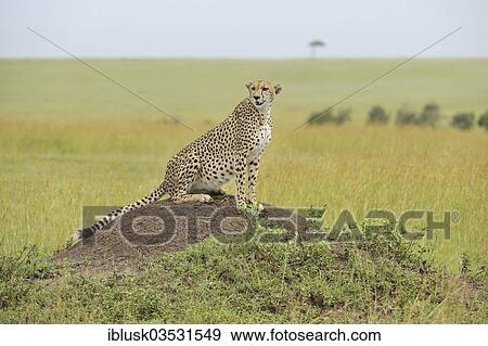 "Cheetah (Acinonyx jubatus) sitting on a termite mound, Massai Mara, Serengeti, Rift Valley province, Kenya, Africa" View Large Photo Image Stock Photo - "Cheetah (Acinonyx jubatus) sitting on a termite mound, Massai Mara, Serengeti, Rift Valley province, Kenya, Africa". Fotosearch