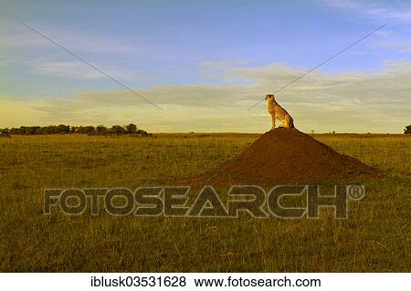 "Cheetah (Acinonyx jubatus) sitting on a termite mound in the evening light, Massai Mara, Serengeti, Rift Valley province, Kenya, Africa" View Large Photo Image Stock Photo - "Cheetah (Acinonyx jubatus) sitting on a termite mound in the evening light, Massai Mara, Serengeti, Rift Valley province, Kenya, Africa". Fotosearch