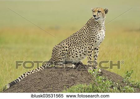 Stock Photography - "Cheetah (Acinonyx jubatus) sitting on a termite mound, Massai Mara, Serengeti, Rift Valley province, Kenya, Africa". Fotosearch