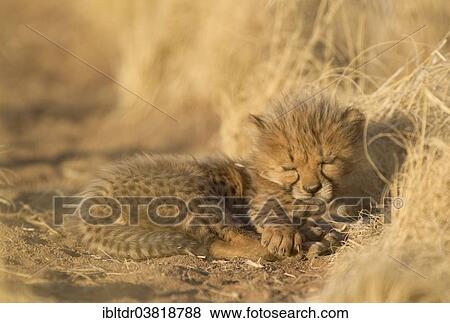 "Cheetah (Acinonyx jubatus), sleeping male cub, 41 days, captive, Namibia, Africa" View Large Photo Image Stock Photo - "Cheetah (Acinonyx jubatus), sleeping male cub, 41 days, captive, Namibia, Africa". Fotosearch