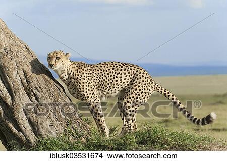 "Cheetah (Acinonyx jubatus) sniffing at a tree, Massai Mara, Serengeti, Rift Valley province, Kenya, Africa" View Large Photo Image Picture - "Cheetah (Acinonyx jubatus) sniffing at a tree, Massai Mara, Serengeti, Rift Valley province, Kenya, Africa". Fotosearch