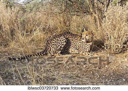 "Cheetah (Acinonyx jubatus), Dusternbrook, Otjozondjupa Region, Namibia, Africa" View Large Photo Image Stock Image - "Cheetah (Acinonyx jubatus), Dusternbrook, Otjozondjupa Region, Namibia, Africa". Fotosearch