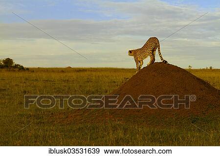 "Cheetah (Acinonyx jubatus) stretching on a termite mound in the evening light, Massai Mara, Serengeti, Rift Valley province, Kenya, Africa" View Large Photo Image Stock Photo - "Cheetah (Acinonyx jubatus) stretching on a termite mound in the evening light, Massai Mara, Serengeti, Rift Valley province, Kenya, Africa". Fotosearch