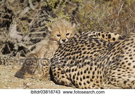 "Cheetah (Acinonyx jubatus), tired male cub, 40 days, next to mother, captive, Namibia, Africa" View Large Photo Image Stock Image - "Cheetah (Acinonyx jubatus), tired male cub, 40 days, next to mother, captive, Namibia, Africa". Fotosearch