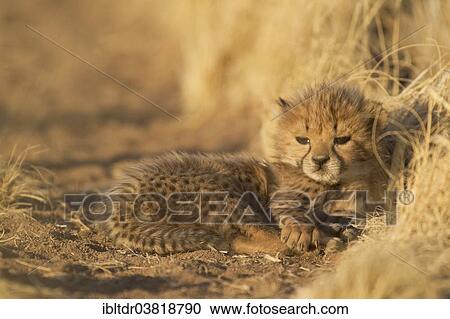 "Cheetah (Acinonyx jubatus), tired male cub, 41 days, captive, Namibia, Africa" View Large Photo Image Stock Image - "Cheetah (Acinonyx jubatus), tired male cub, 41 days, captive, Namibia, Africa". Fotosearch