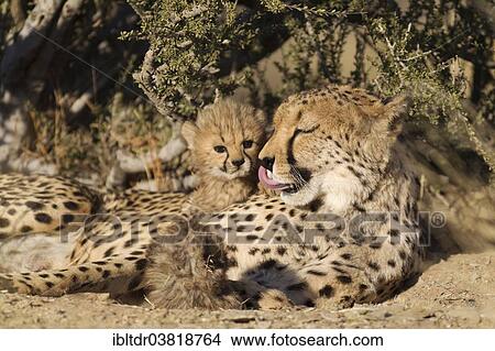 "Cheetah (Acinonyx jubatus), tired female with her two male cubs, 40 days, captive, Namibia, Africa" View Large Photo Image Picture - "Cheetah (Acinonyx jubatus), tired female with her two male cubs, 40 days, captive, Namibia, Africa". Fotosearch
