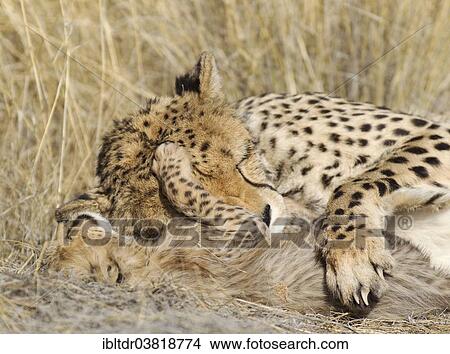 Picture - "Cheetah (Acinonyx jubatus), tired female and her male cub, 41 days, captive, Namibia, Africa". Fotosearch