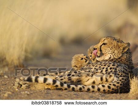 "Cheetah (Acinonyx jubatus), tired female with her two male cubs, 40 days, captive, Namibia, Africa" View Large Photo Image Stock Photo - "Cheetah (Acinonyx jubatus), tired female with her two male cubs, 40 days, captive, Namibia, Africa". Fotosearch