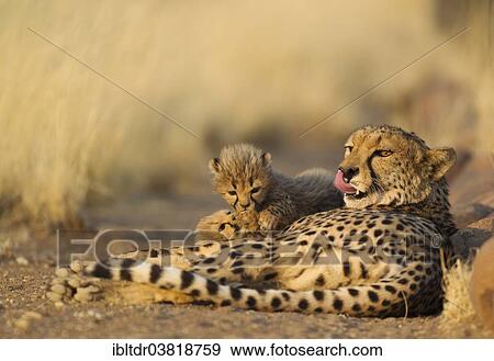 "Cheetah (Acinonyx jubatus), tired female with her two male cubs, 40 days, captive, Namibia, Africa" View Large Photo Image Stock Photo - "Cheetah (Acinonyx jubatus), tired female with her two male cubs, 40 days, captive, Namibia, Africa". Fotosearch